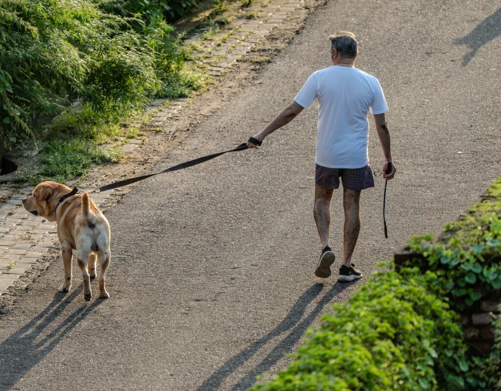 A man takes a leisurely walk with his Labrador Retriever on a sunlit pathway bordered by greenery.
